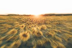 Blurred sunflower field in sunset time