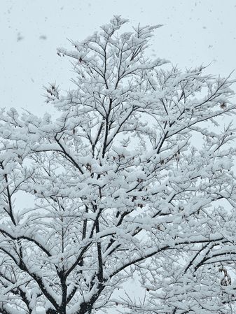 Snowy tree