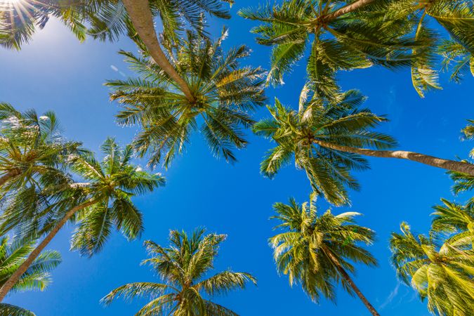 Looking up at blue sky with palm trees