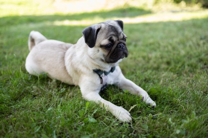 Cute pug resting on grass