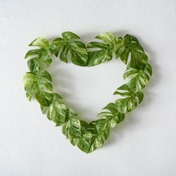 Heart of monstera leaves on light  background