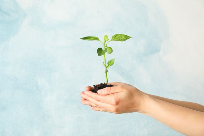 Woman hands holding seedling in soil against light background, space for text. Environmental protection