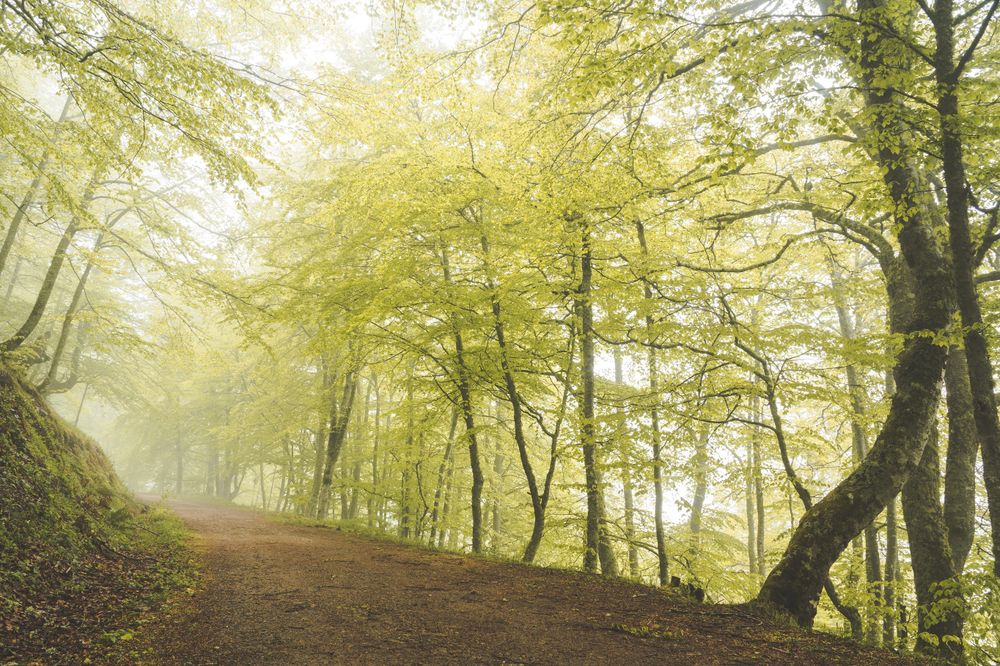 Path in green forest