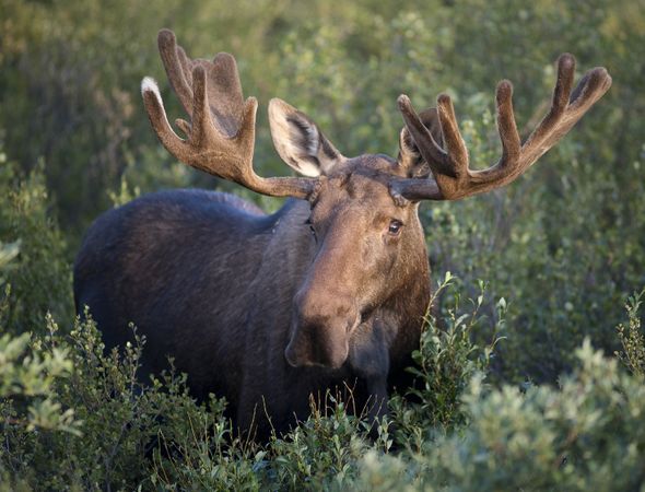 Bull moose in field of shrubs