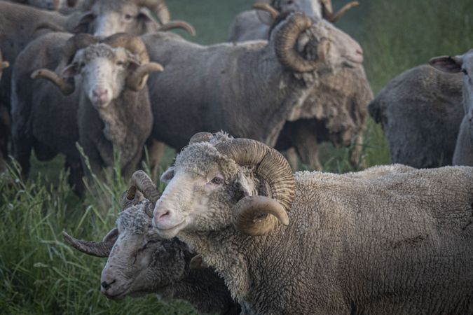 Flock of Merino ewes on a farm