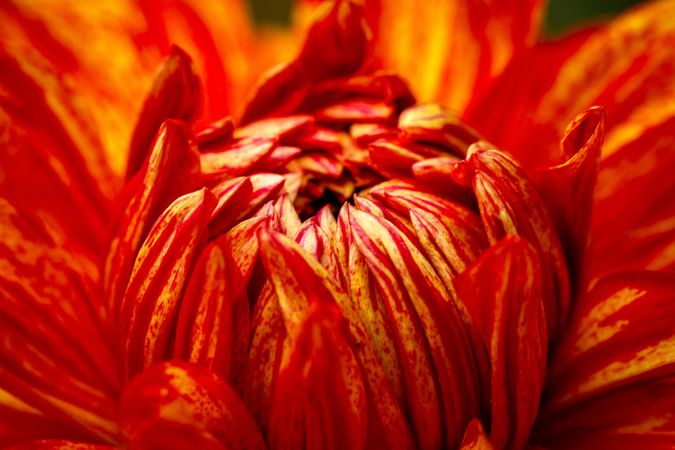 Close up of red yellow dahlia