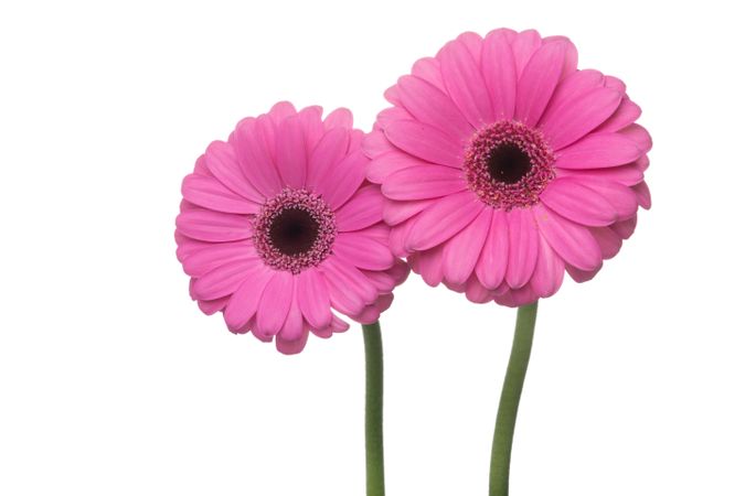 Two blooming pink gerbera flowers isolated