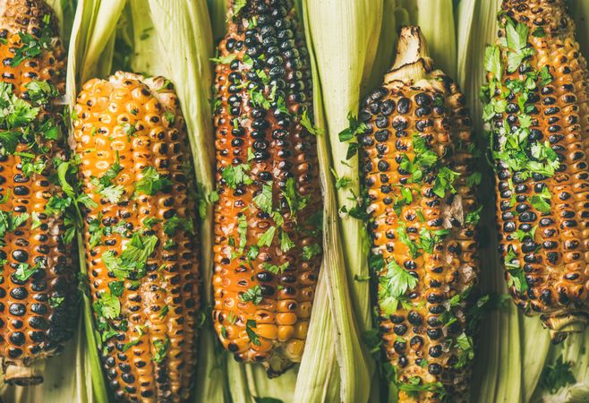 Close up of charred corn lying on husks seasoned with cilantro