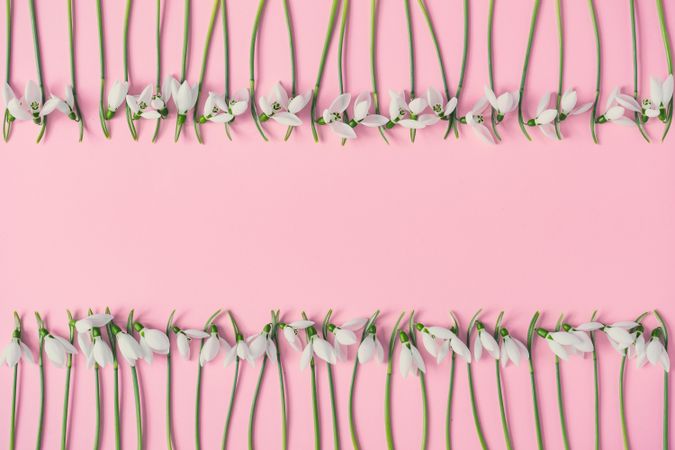 Snowdrop flowers bordering on pink background