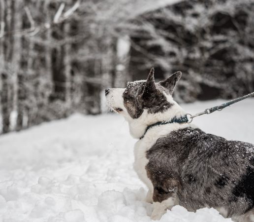 Funny corgi in the winter forest plays with snow.