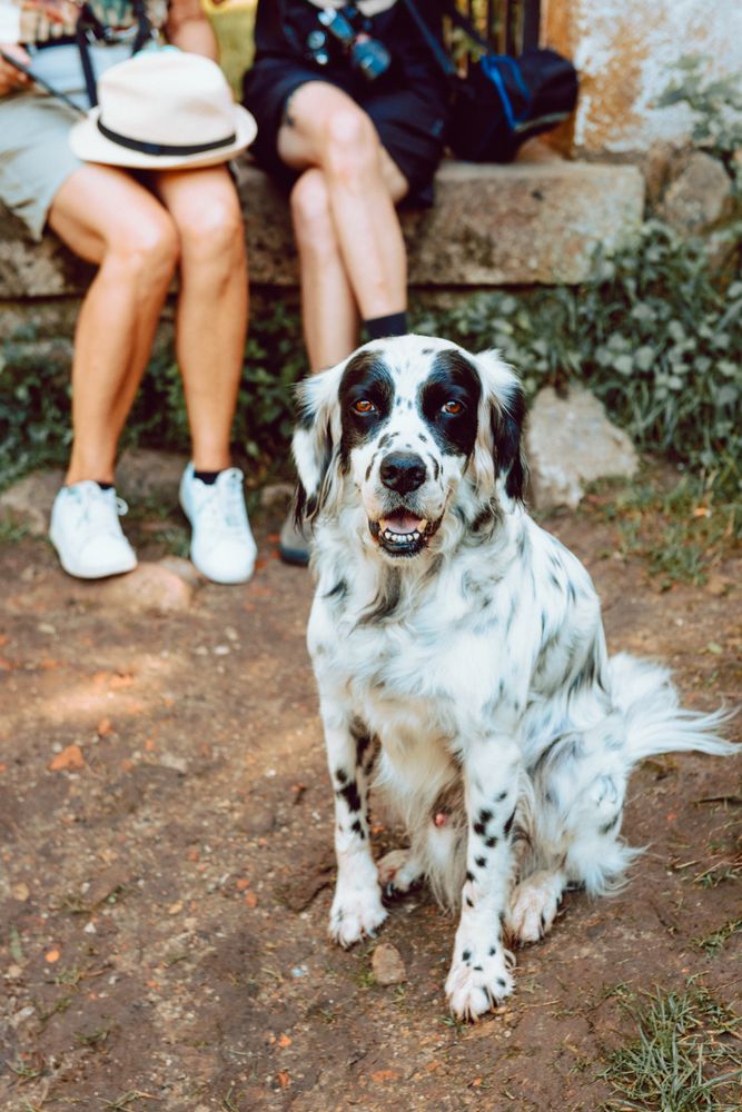 Fluffy spotted dog on ground looking at camera