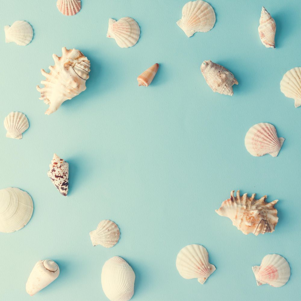 seashell pattern background