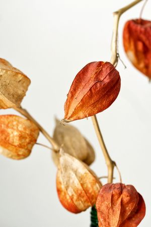 Dried flowers, educational still life for drawing