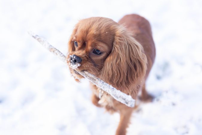 Cavalier spaniel holding a stick in it’s mouth on a snowy day