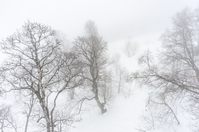 Barren forest on snowy day in Caucasus mountains