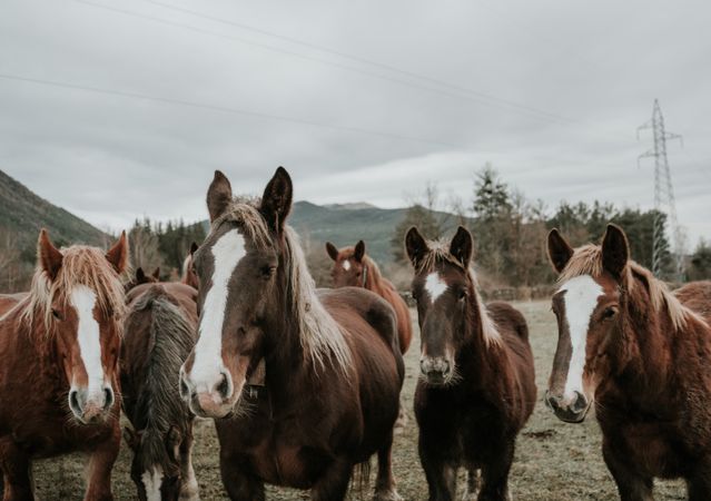 Funny horses on meadow