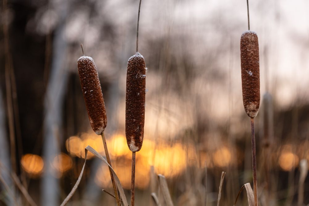 Snow on cattails in McGregor, Minnesota