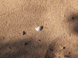 A sun blearched shell of a snail on the sandy path of the Coastal Trail