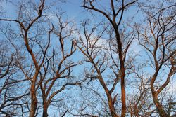 tree branches in autumn