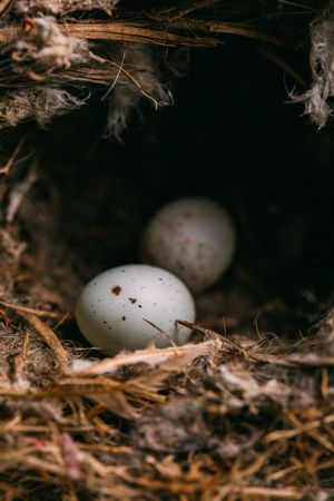 Bird nest on conifer tree