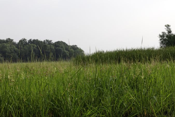 Wild field in Minnesota