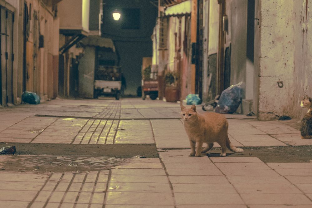 Beautiful cats on old street at night
