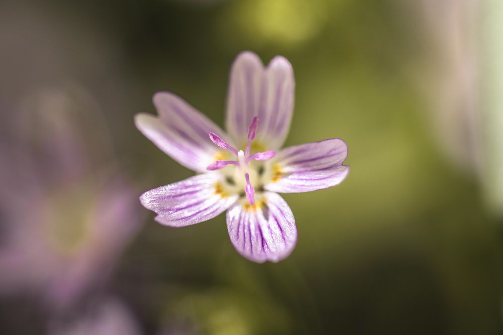 One small purple flower with veins and pistils on park background with selective focus
