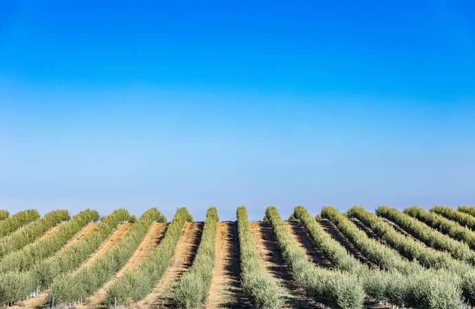 Olive rows under blue sky in farmland in spain