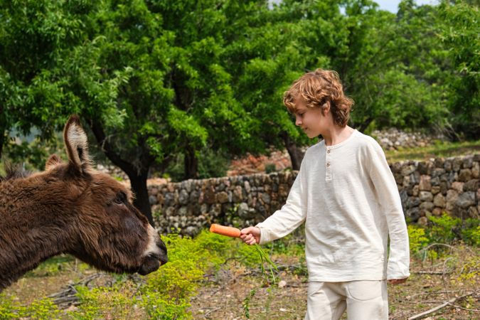 Boy feeding cute donkey with carrot