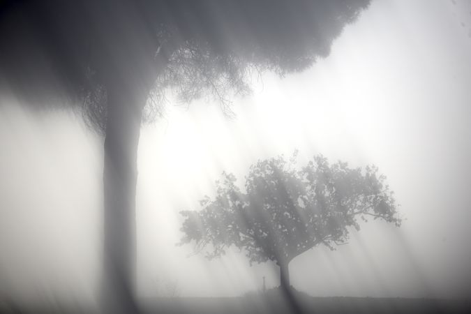 Defocused trees in sunset valley