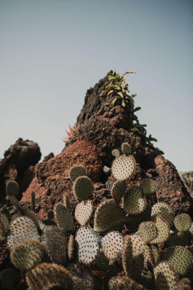 Bunch of prickly cactus