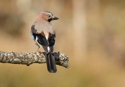 Wonderful bird on wooden twig