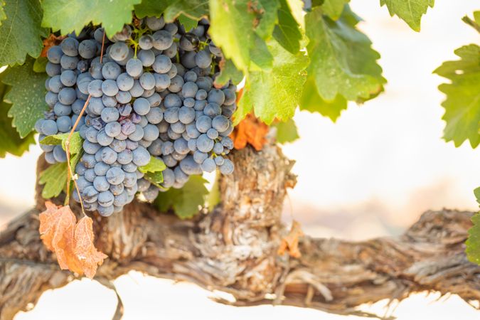 Vineyard with Lush, Ripe Wine Grapes on the Vine Ready for Harvest