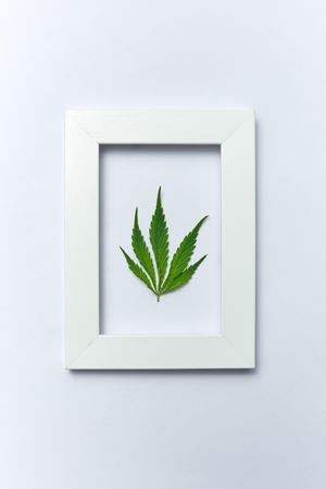 Cannabis leaf in frame on bright background