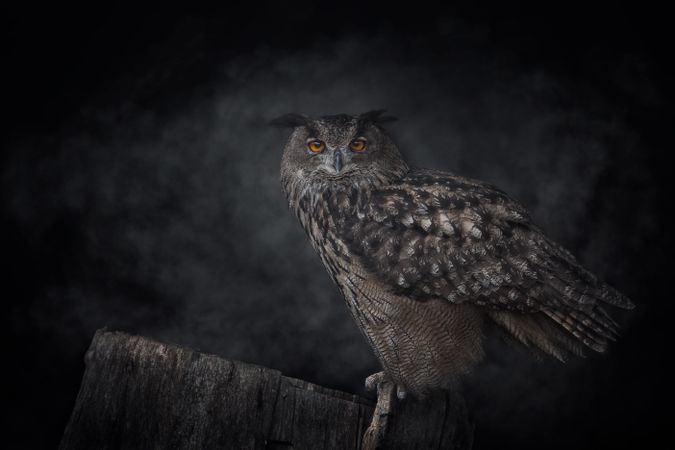 Grey owl standing on tree