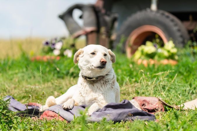 Dog lying on green grass field near tractor