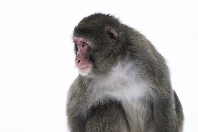 A snow monkey on a cold day