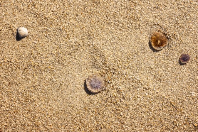 Jellyfish and seashell on sand close-up