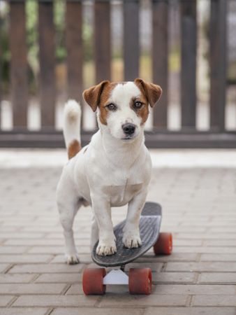 Puppy standing on skateboard