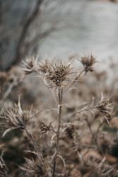 Dry plant in field