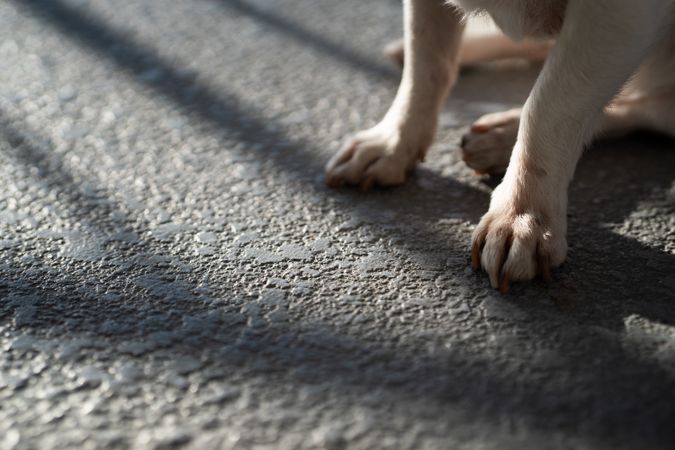 Close up of dog paws outside with copy space