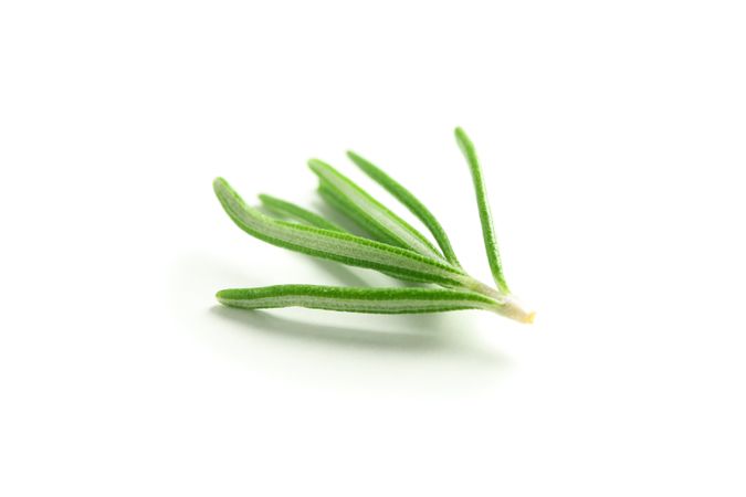 Fresh green rosemary isolated on blank background