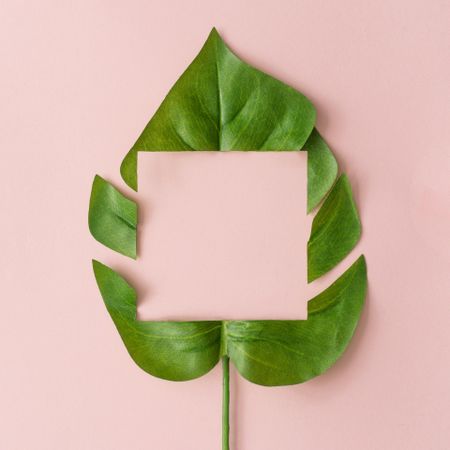 Monstera leaf on pastel pink background with cut out