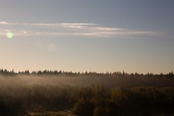Autumn Forest Landscape in Golden Light