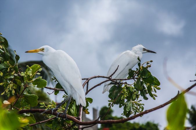 Two great egret on tree branch
