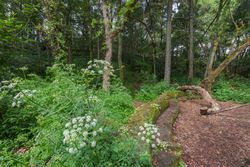 Fantastic forest in the Galician mythological mountains, Spain