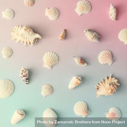 Seashell pattern on gradient pastel pink and blue background 5rk6M4