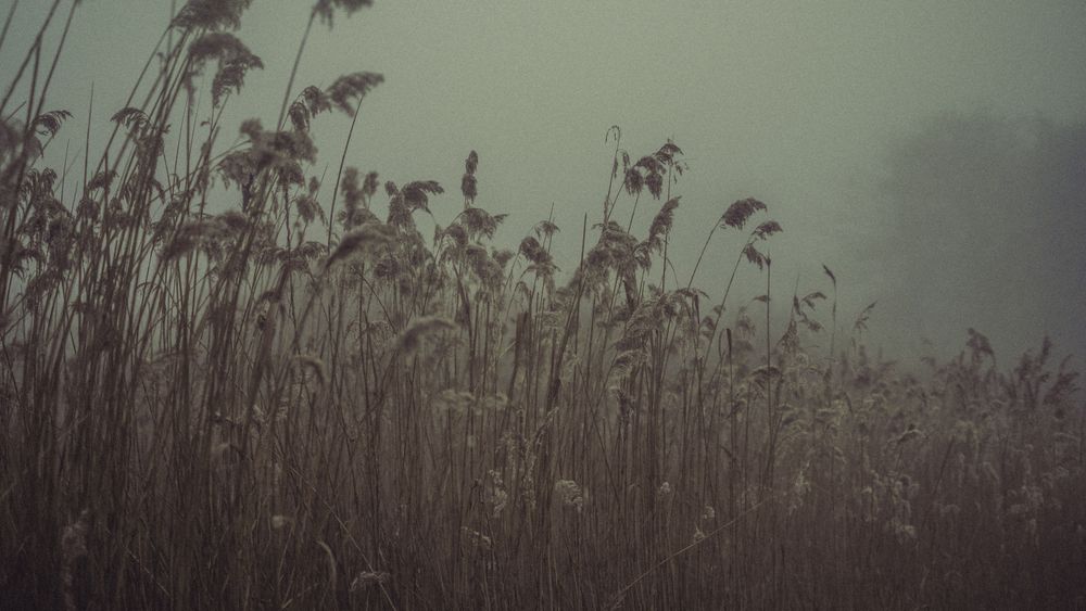 Tall grass in monochrome