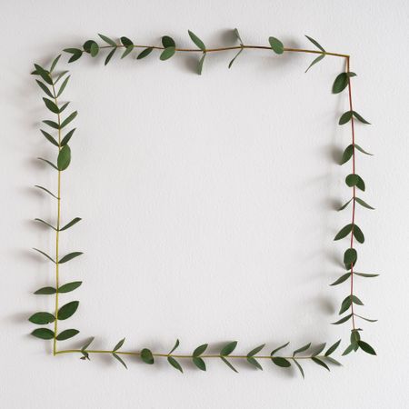 Eucalyptus leaves frame on light  background