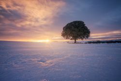 snow against sunset sky with lone tree